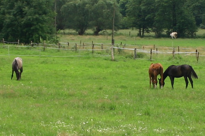 horses in poland