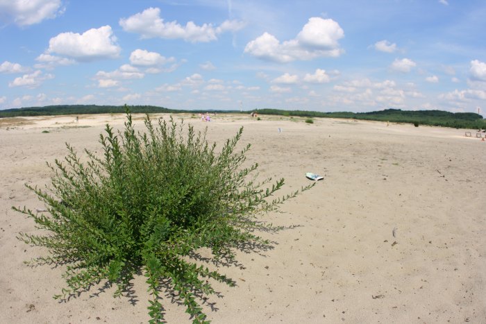 bruxnews blendow desert