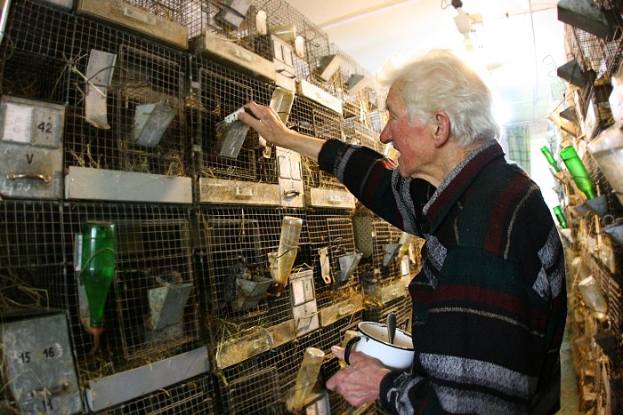 Half a Century of Chinchilla Farming