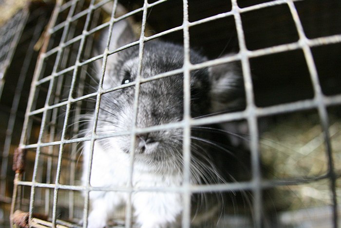 Half a Century of Chinchilla Farming