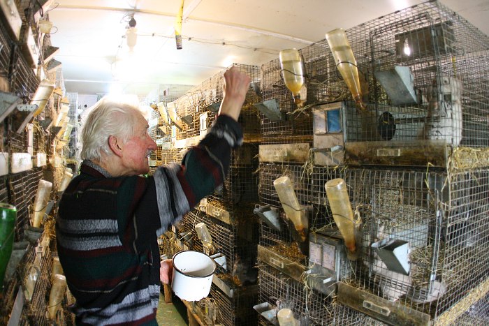 Half a Century of Chinchilla Farming