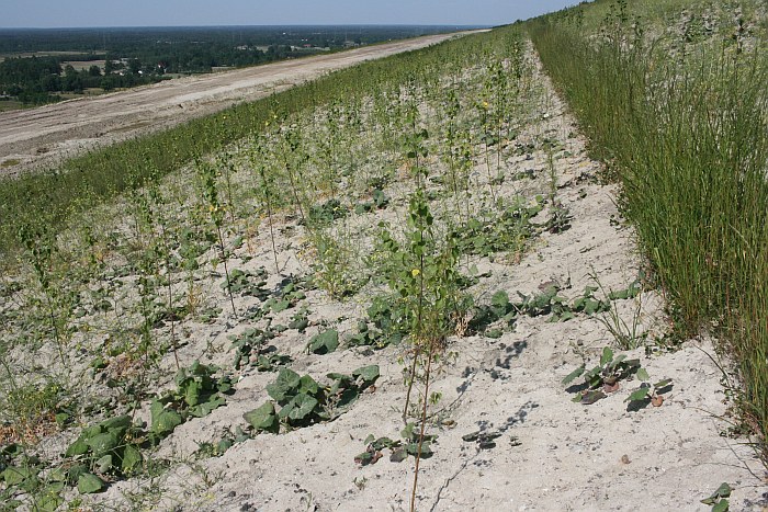 The Birth of an Artificial Mountain
