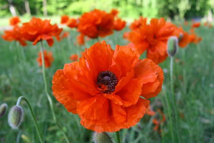Field Poppy is The Most Beautiful Flower That Grows in Poland