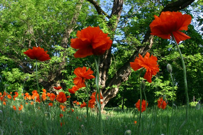 Field Poppy is The Most Beautiful Flower That Grows in Poland