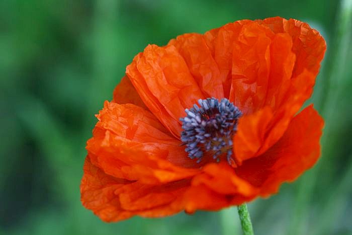 Field Poppy is The Most Beautiful Flower That Grows in Poland